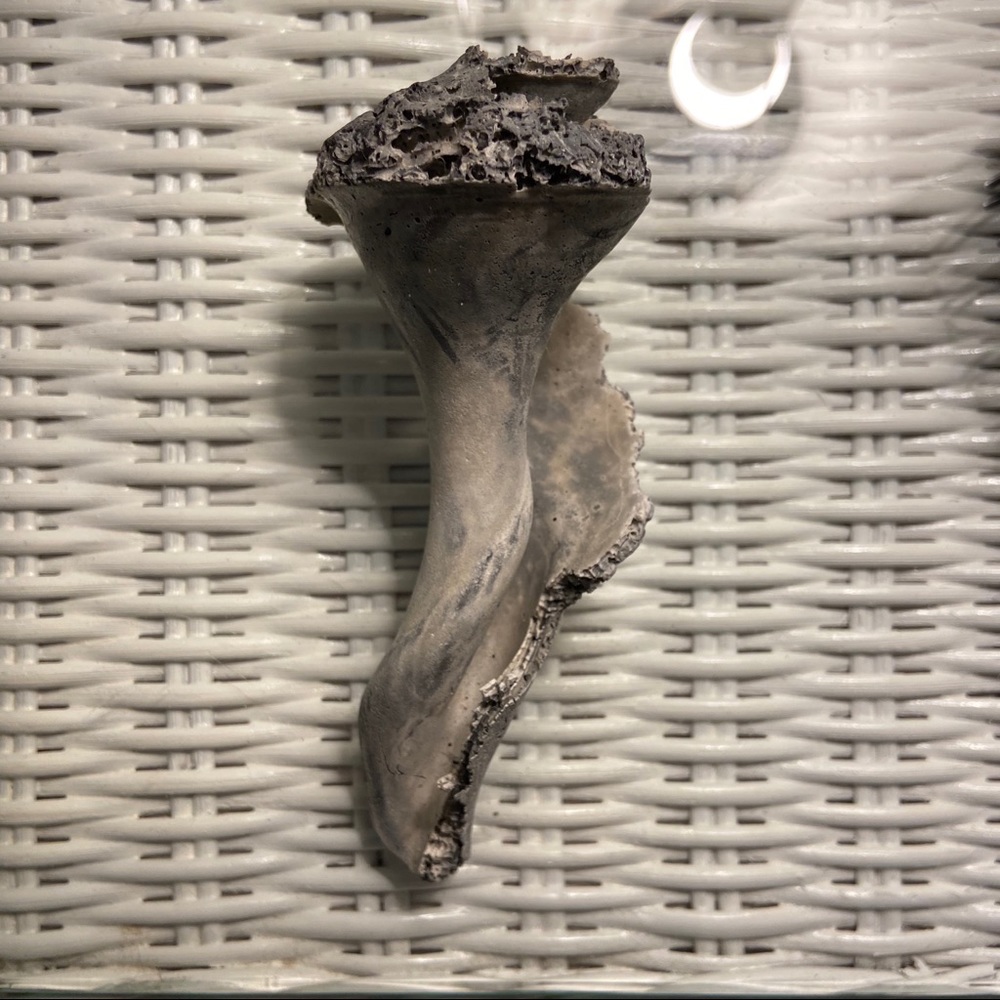Real Conch Shell: Knick-knack decor - Picture 2 of 6